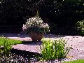 gal/holiday/Yeovil Area 2007 - Tintihull Gardens/_thb_Tintinhull_Gardens_P1010039.jpg